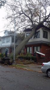 Physical Damage from Hurricane Sandy A Tree Falls in Brooklyn